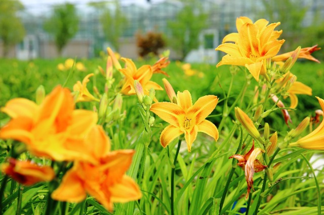 校地?cái)y手讓小小萱草花釋放大能量。學(xué)校供圖